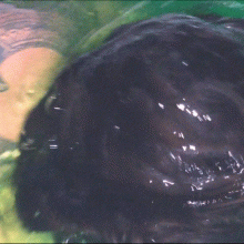 WetHairLover: Green Slime?